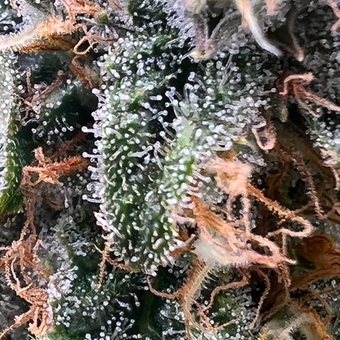 White Widow growlog timeline photo