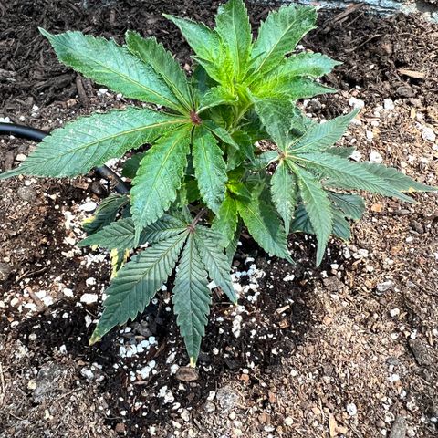 White Widow growlog photo: Put 3 clones outside . Used fox farm ocean forest no pots straight in the ground . With a drip irrigation system sett on timer . Comes on 6:00am then again 6:00pm