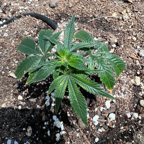 White Widow growlog photo: Put 3 clones outside . Used fox farm ocean forest no pots straight in the ground . With a drip irrigation system sett on timer . Comes on 6:00am then again 6:00pm