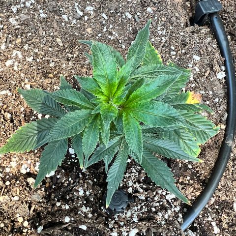 White Widow growlog photo: Put 3 clones outside . Used fox farm ocean forest no pots straight in the ground . With a drip irrigation system sett on timer . Comes on 6:00am then again 6:00pm