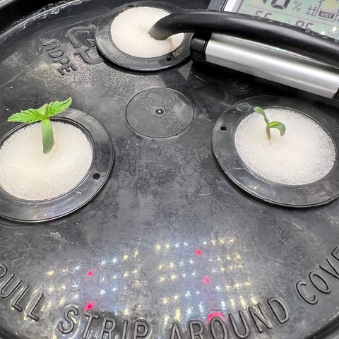 White Widow growlog photo: Fresh new start . Made a few feeding mistake my first round first grow looking to capitalize from those mistakes on these beautiful babies