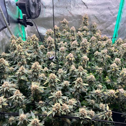 White Widow growlog photo: Dense stinky white widow 