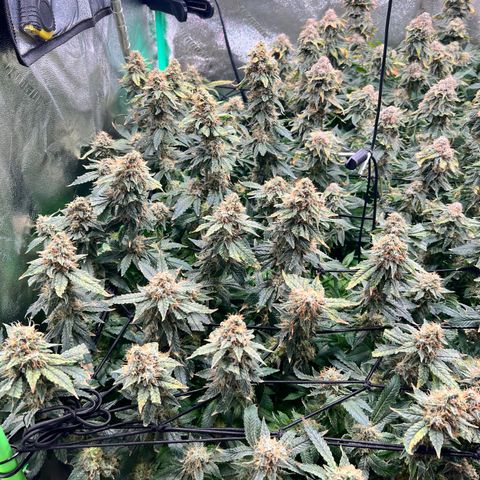 White Widow growlog photo: Dense stinky white widow 