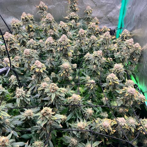 White Widow growlog photo: Dense stinky white widow 