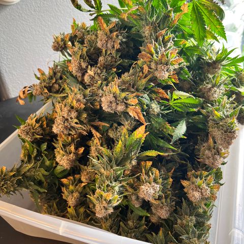 White Widow growlog photo: Harvested finally at 10 weeks 