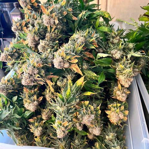 White Widow growlog photo: Harvested finally at 10 weeks 