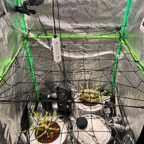 White Widow growlog photo: Harvested finally at 10 weeks 