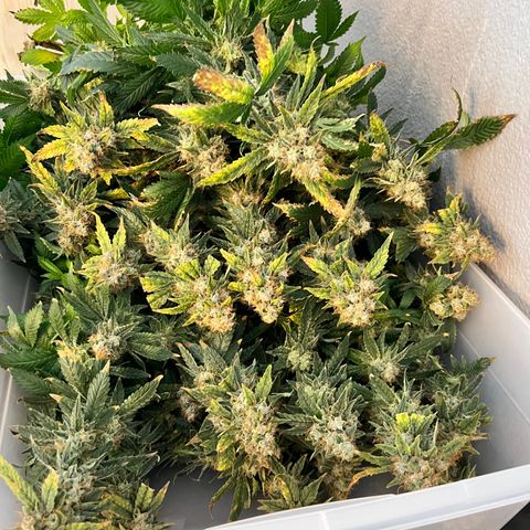 White Widow growlog photo: Harvested finally at 10 weeks 