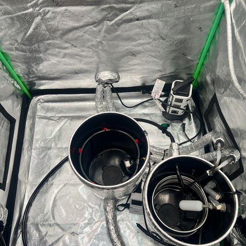 White Widow growlog photo: Had to take a bucket out . Lost a lot of bud sites due to space with two plants . Very happy with this set of for my second grow