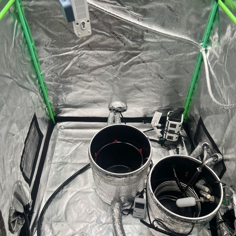 White Widow growlog photo: Had to take a bucket out . Lost a lot of bud sites due to space with two plants . Very happy with this set of for my second grow