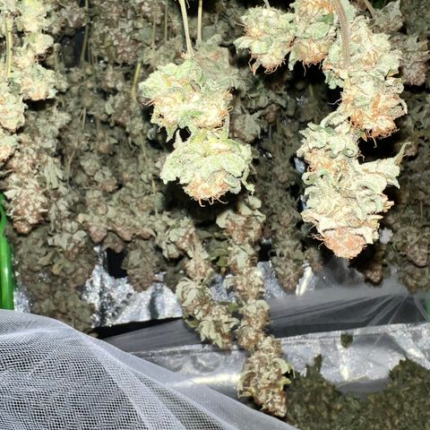 White Widow growlog photo: Drying 