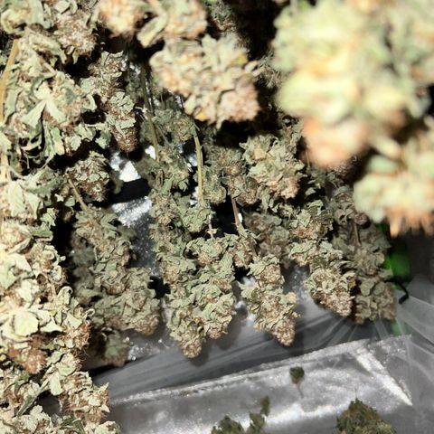 White Widow growlog photo: Drying 
