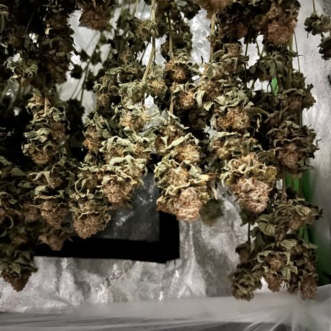 White Widow growlog photo: Drying 