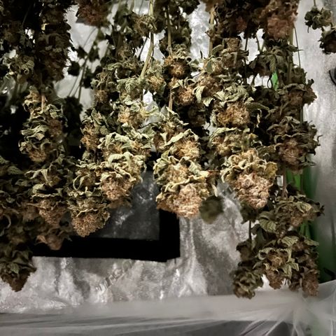White Widow growlog photo: Drying 