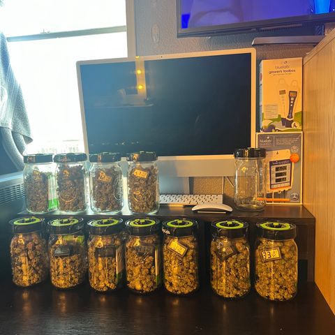 White Widow growlog photo: Curing 11 jars . Pretty good for first time grow. Very satisfied 