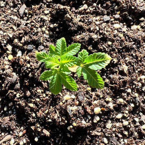 White Widow growlog photo: My new babies