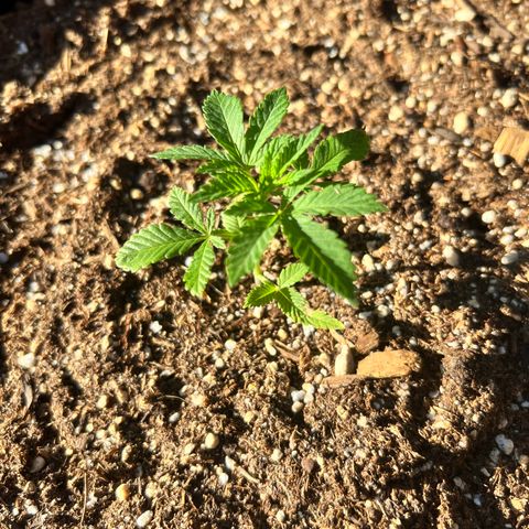 White Widow growlog photo: My new babies