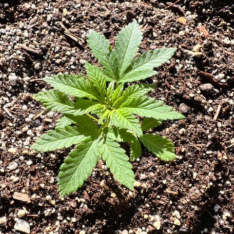 White Widow growlog photo: My new babies