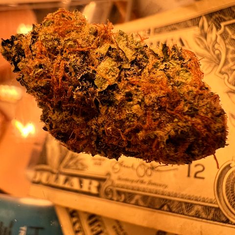 White Widow growlog photo: Some of the smaller buds I harvested for my first grow. So proud came out top notch