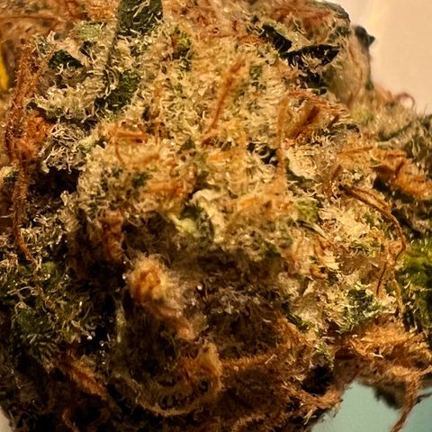 White Widow growlog photo: Some of the smaller buds I harvested for my first grow. So proud came out top notch