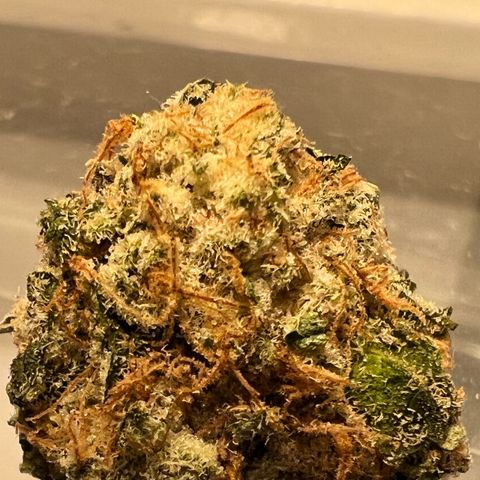 White Widow growlog photo: Some of the smaller buds I harvested for my first grow. So proud came out top notch