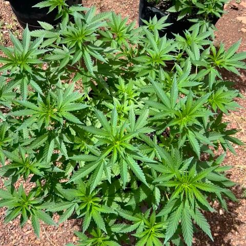 White Widow growlog photo: My outdoor run