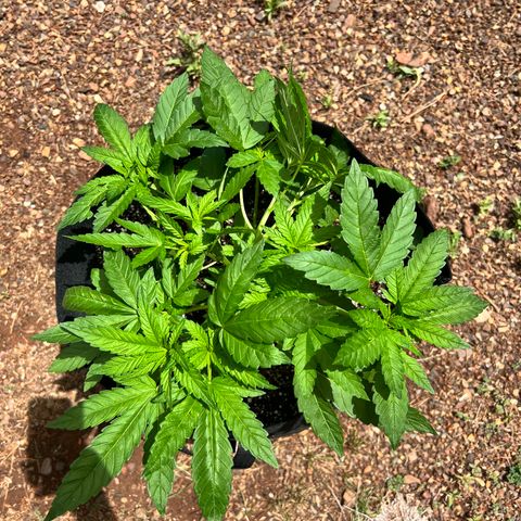 White Widow growlog photo: My outdoor run