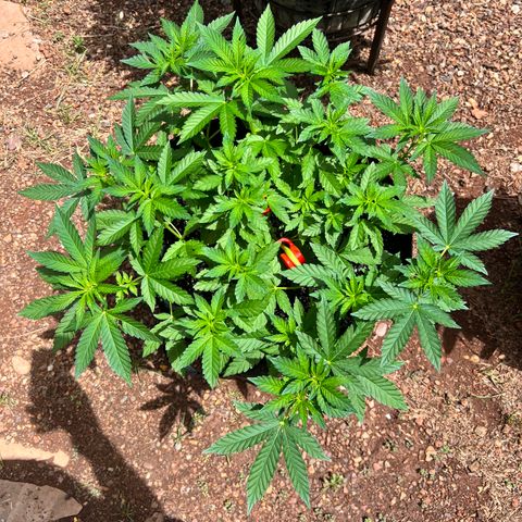 White Widow growlog photo: My outdoor run