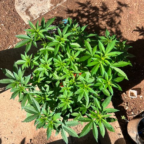 White Widow growlog photo: Outdoor run