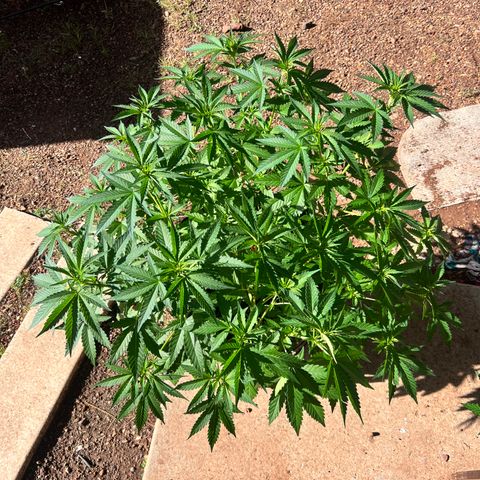 White Widow growlog photo: Outdoor run