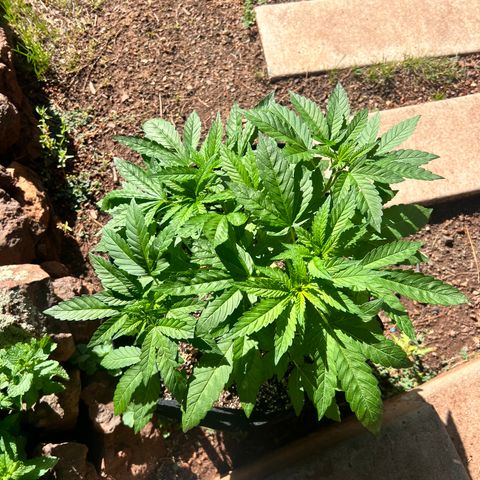 White Widow growlog photo: Outdoor run