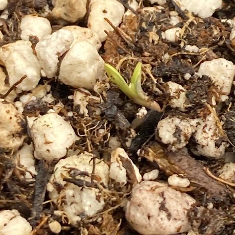 Pregnant Hooker growlog photo: Seed Popped the surface!