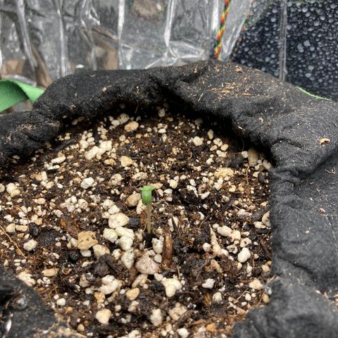 Pregnant Hooker growlog timeline photo