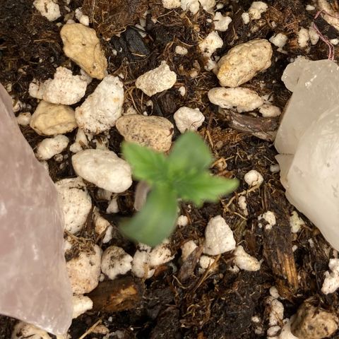 Pregnant Hooker growlog photo: Seedling doing well!