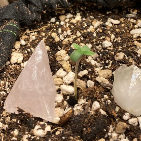 Pregnant Hooker growlog photo: Seedling doing well!