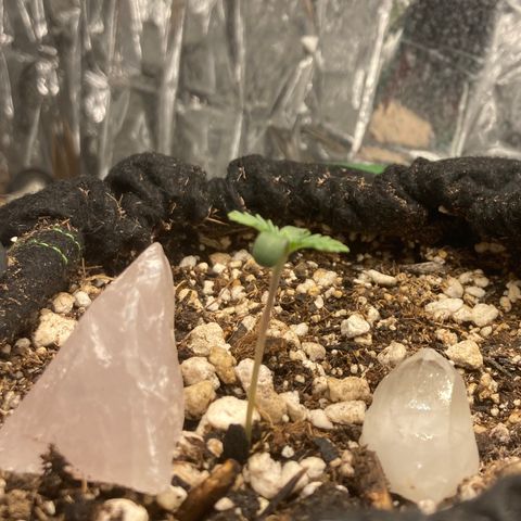 Pregnant Hooker growlog photo: Slowed down it's sprout. I was converned about the length of the stem being so long. I looks to be okay! Phew!!!
