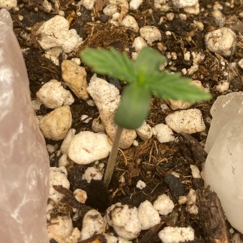 Pregnant Hooker growlog timeline photo