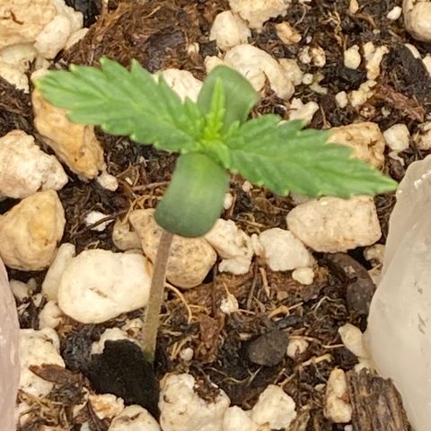 Pregnant Hooker growlog timeline photo