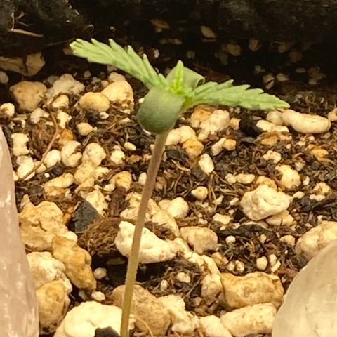 Pregnant Hooker growlog timeline photo