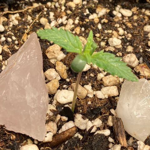 Pregnant Hooker growlog photo: Seeds soaked and planted one week a go today.