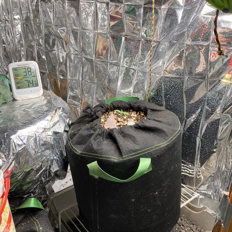 Pregnant Hooker growlog photo: Seeds soaked and planted one week a go today.