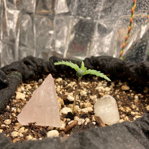 Pregnant Hooker growlog photo: Seeds soaked and planted one week a go today.