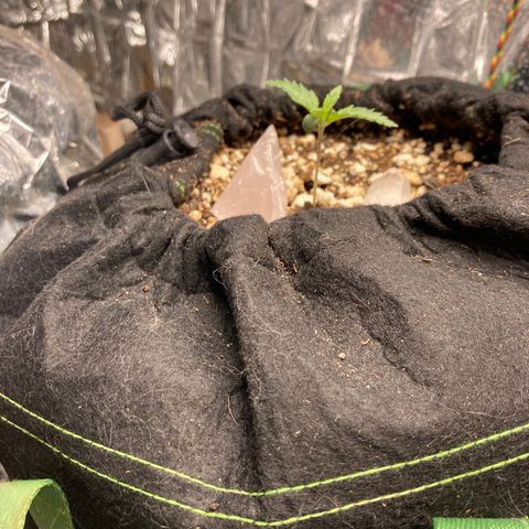 Pregnant Hooker growlog timeline photo