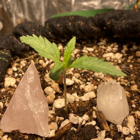 Pregnant Hooker growlog timeline photo
