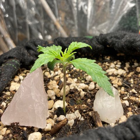 Pregnant Hooker growlog photo: One happy girl!