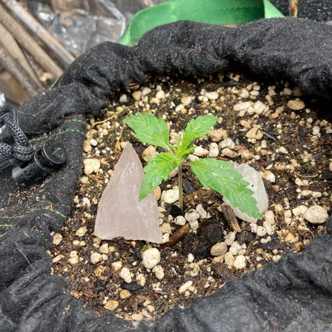 Pregnant Hooker growlog photo: One happy girl!