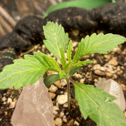 Pregnant Hooker growlog photo: starting the three part leaf set.