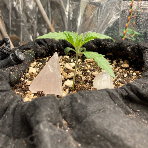 Pregnant Hooker growlog photo: starting the three part leaf set.