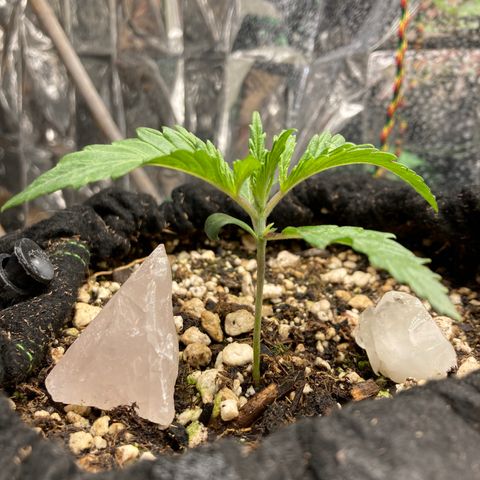 Pregnant Hooker growlog photo: Happy New Year!