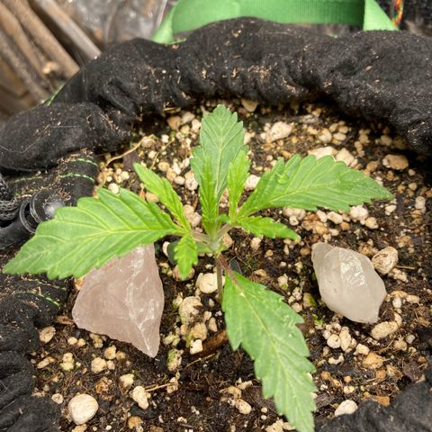 Pregnant Hooker growlog photo: Happy New Year!